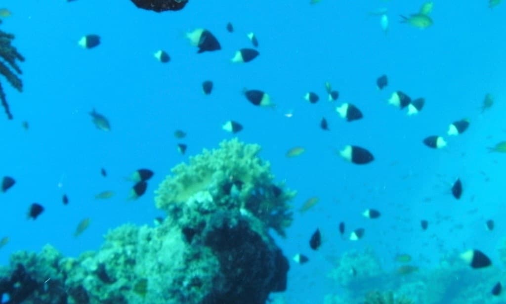 Half & Half Chromis in a marine aquarium