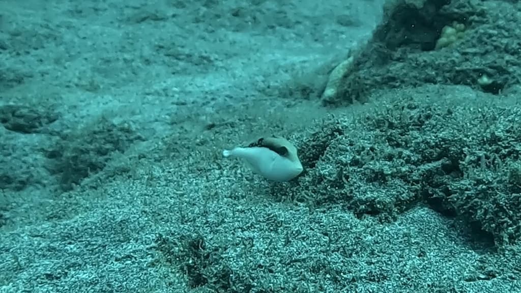 Halfmoon Triggerfish in a marine aquarium