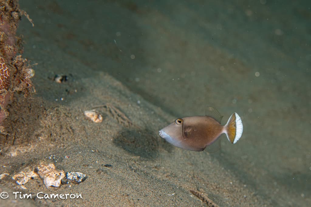 Halfmoon Triggerfish in a marine aquarium