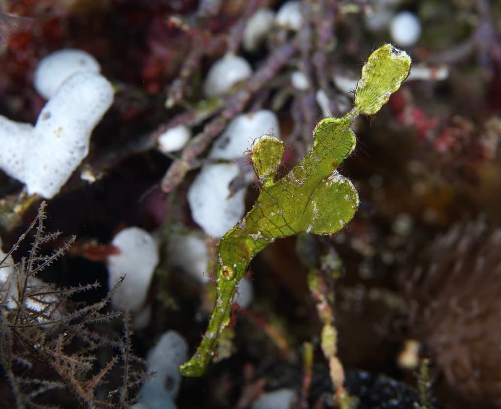 Halimeda Ghost Pipefish in a marine aquarium