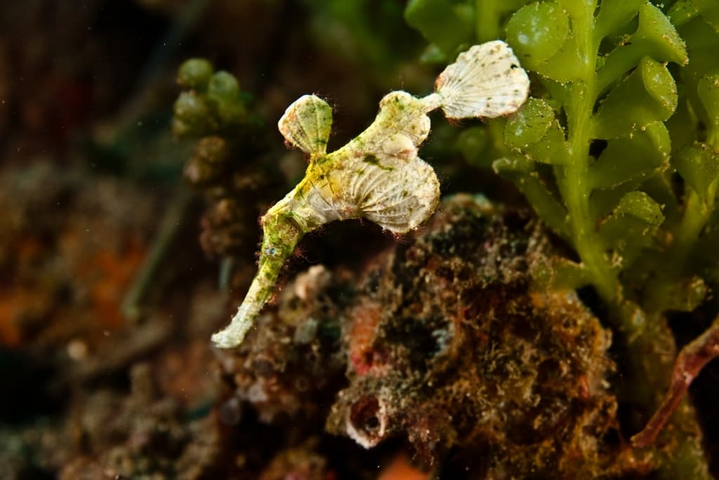 Halimeda Ghost Pipefish in a marine aquarium