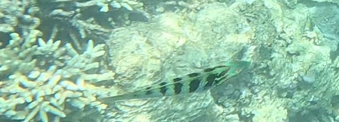 Hardwick Wrasse in a marine aquarium