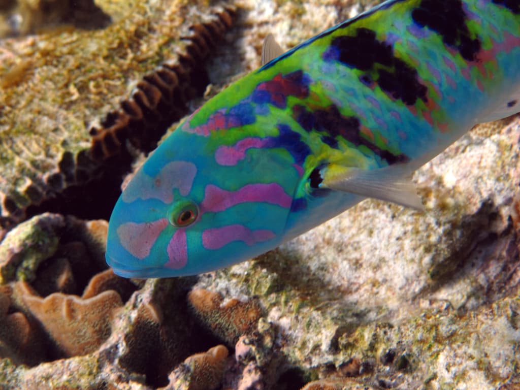 Hardwick Wrasse in a marine aquarium