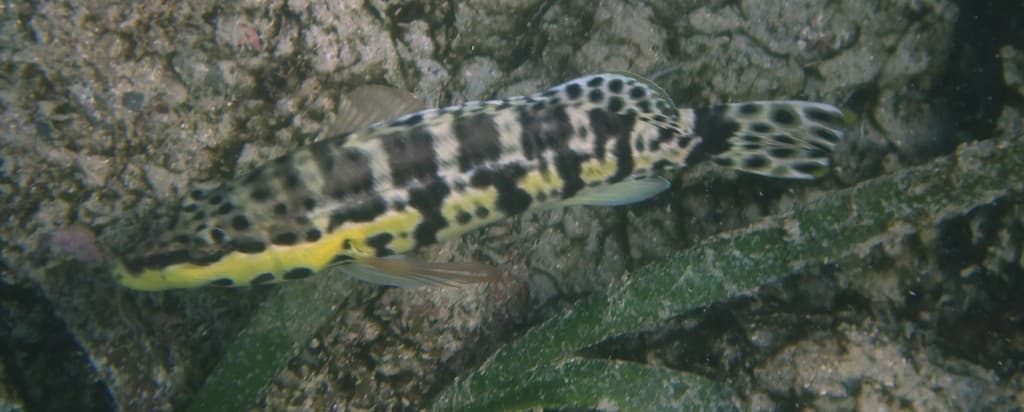 Harlequin Bass in a marine aquarium