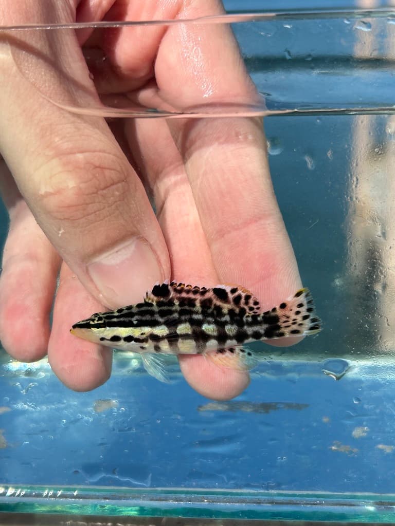 Harlequin Bass in a marine aquarium