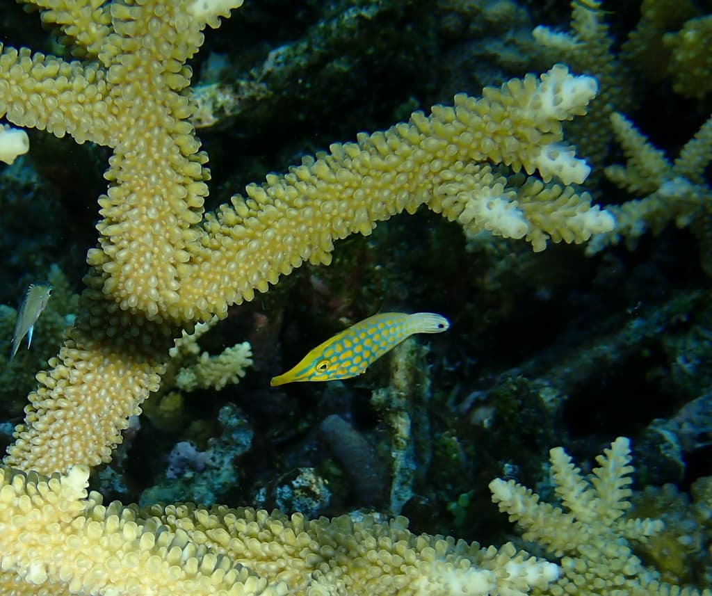 Harlequin Filefish in a marine aquarium