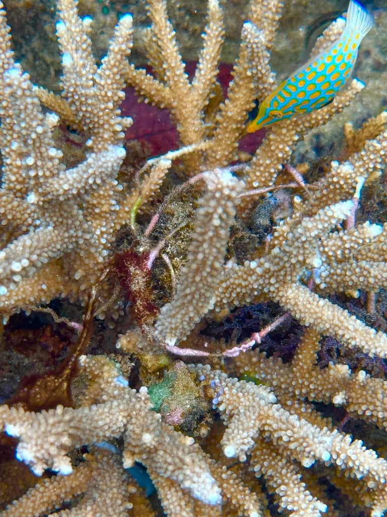 Harlequin Filefish in a marine aquarium