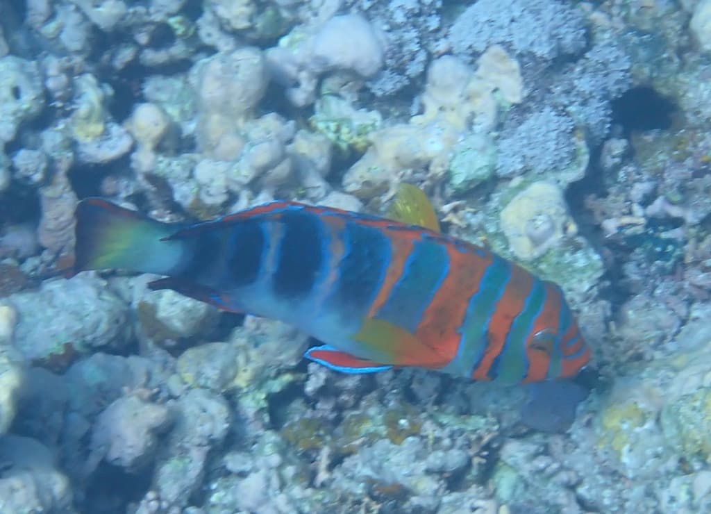 Harlequin Tuskfish in a marine aquarium