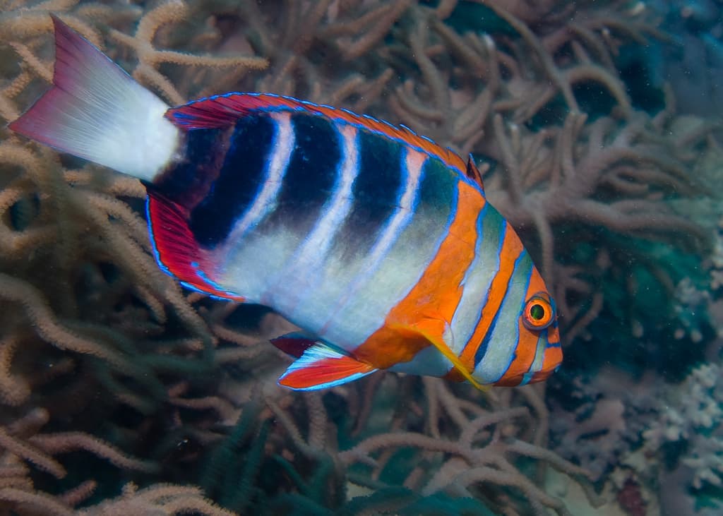 Harlequin Tuskfish in a marine aquarium