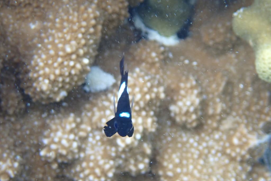 Hawaiian Dascyllus in a marine aquarium