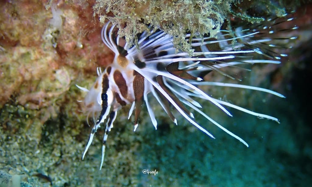 Hawaiian Lionfish in a marine aquarium