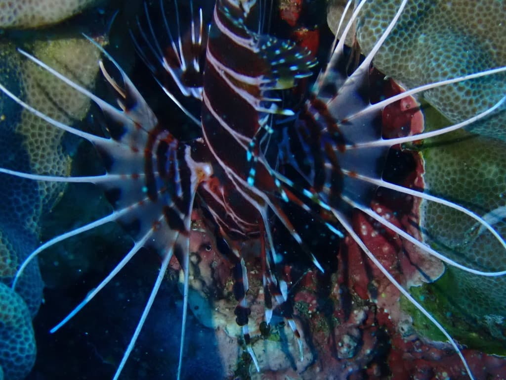 Hawaiian Lionfish in a marine aquarium