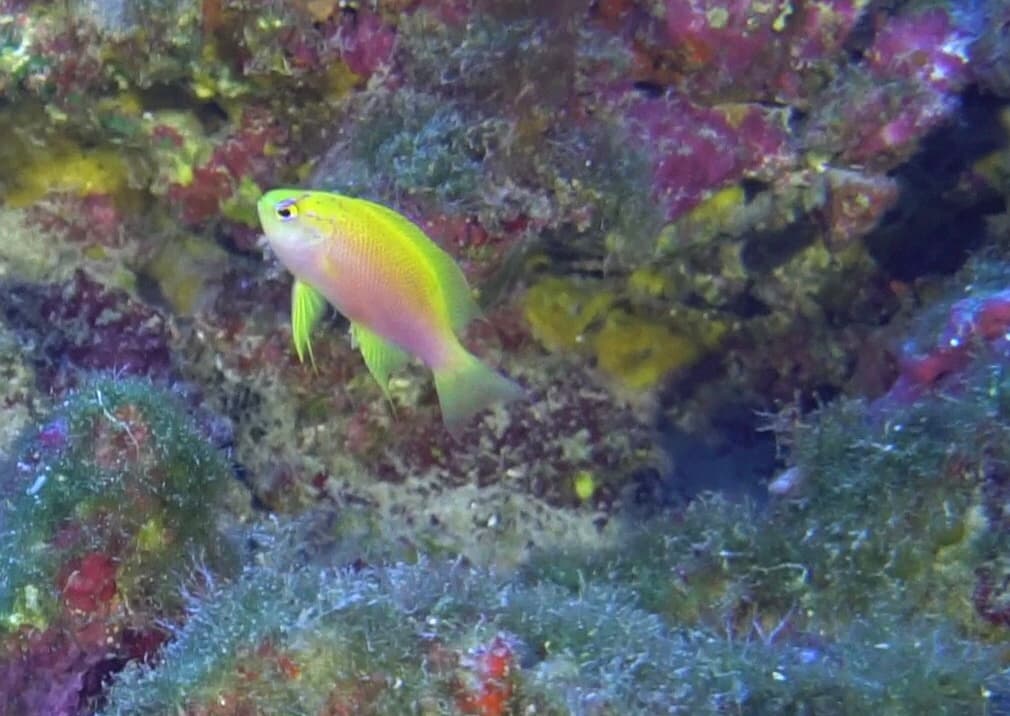Hawaiian Longfin Anthias in a marine aquarium