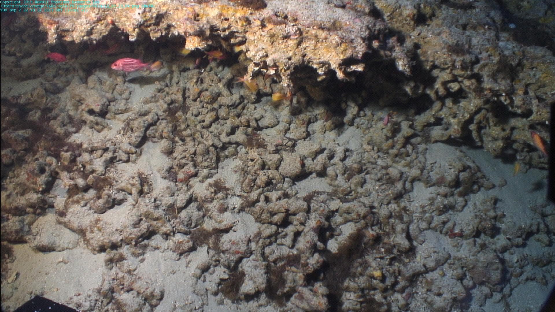 Hawaiian Squirrelfish in a marine aquarium