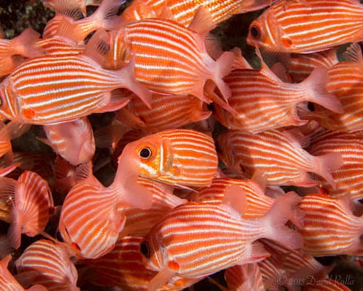 Hawaiian Squirrelfish in a marine aquarium