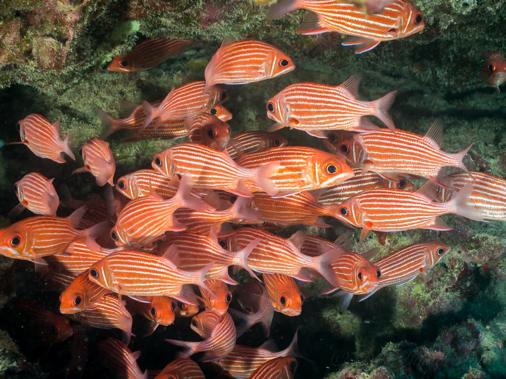 Hawaiian Squirrelfish in a marine aquarium