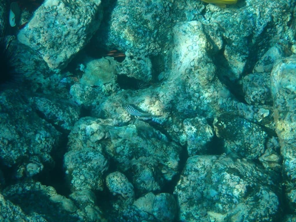 Hawaiian Whitespotted Toby in a marine aquarium
