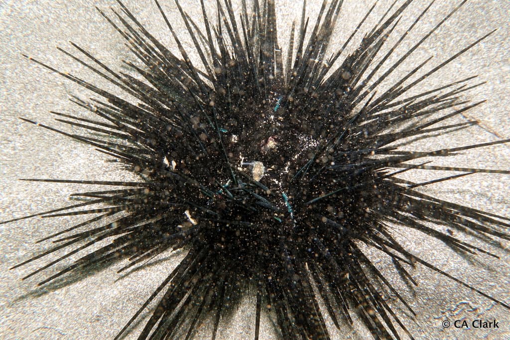 Hawaiian Whitespotted Toby in a marine aquarium
