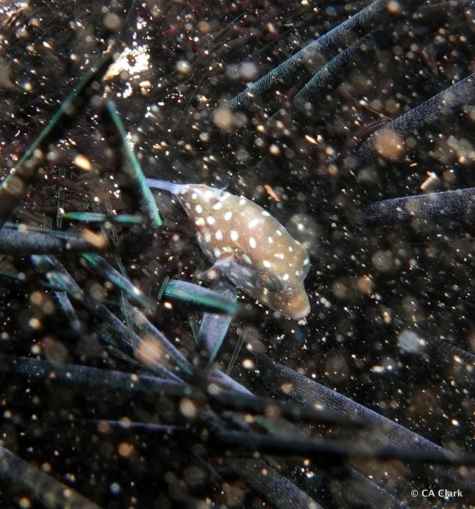 Hawaiian Whitespotted Toby in a marine aquarium