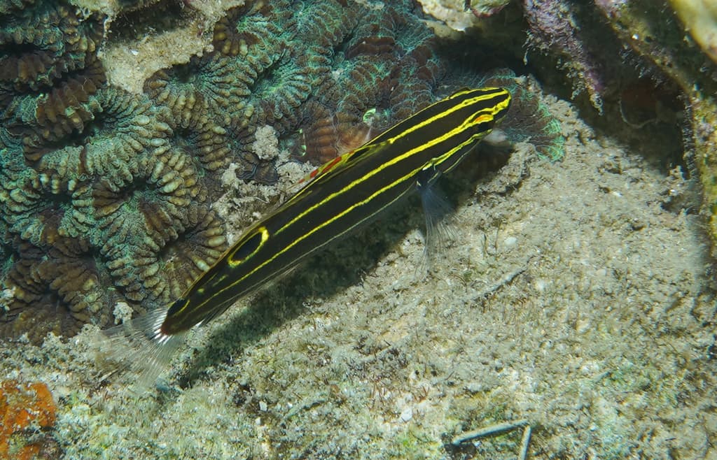 Hector's Goby in a marine aquarium