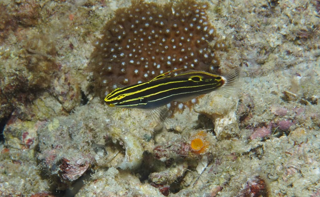 Hector's Goby in a marine aquarium