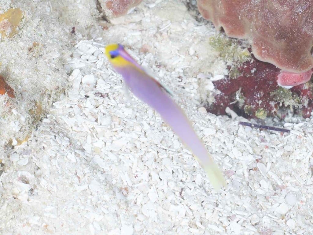 Helfrichi Firefish in a marine aquarium