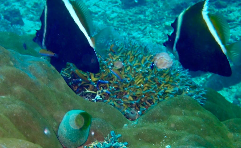Heniochus Brown in a marine aquarium