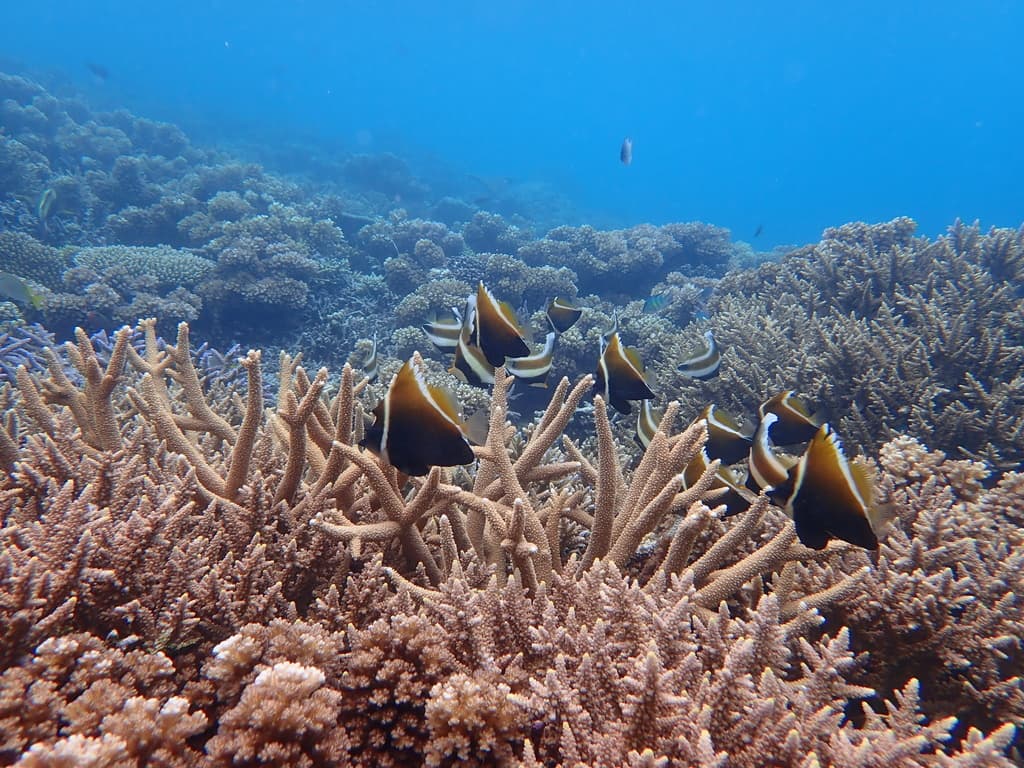 Heniochus Brown in a marine aquarium