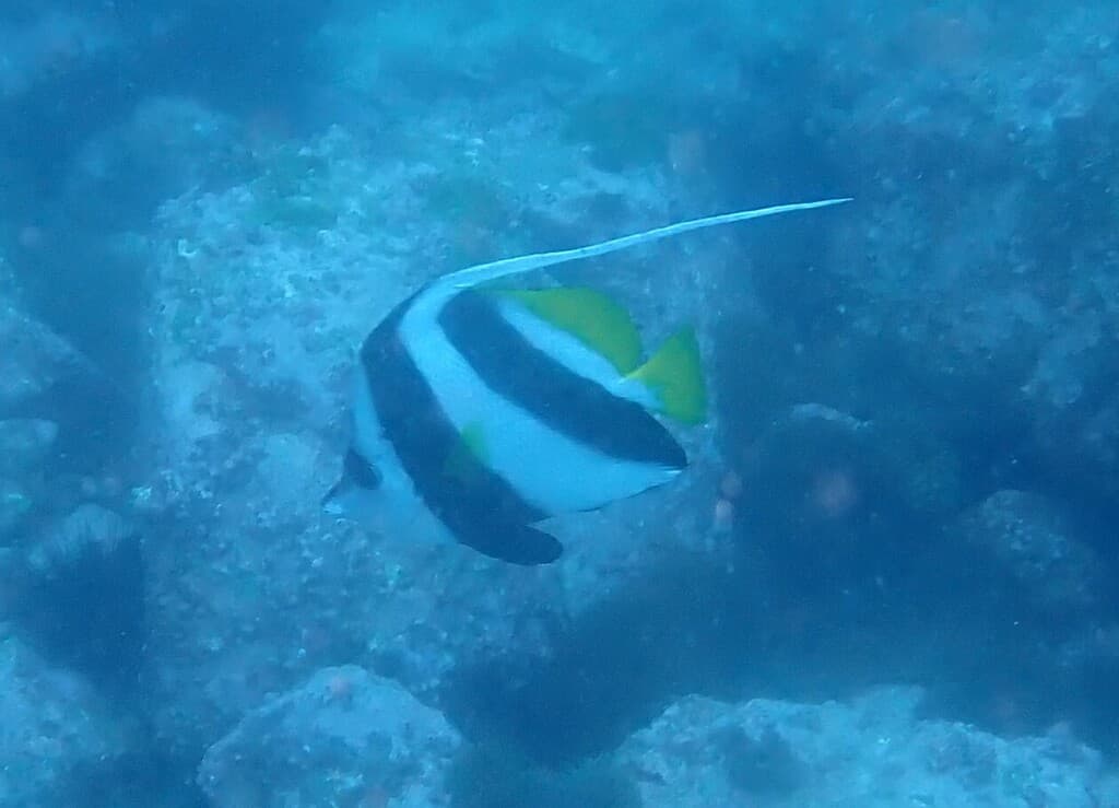 Heniochus Butterflyfish in a marine aquarium