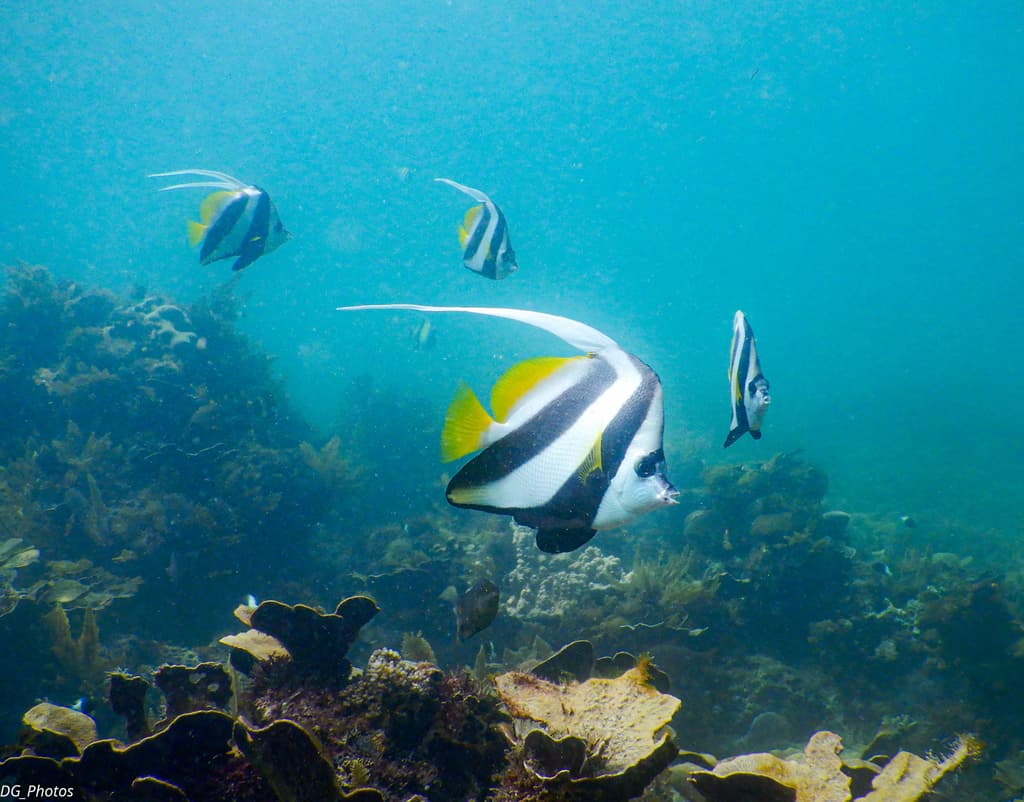 Heniochus Butterflyfish in a marine aquarium
