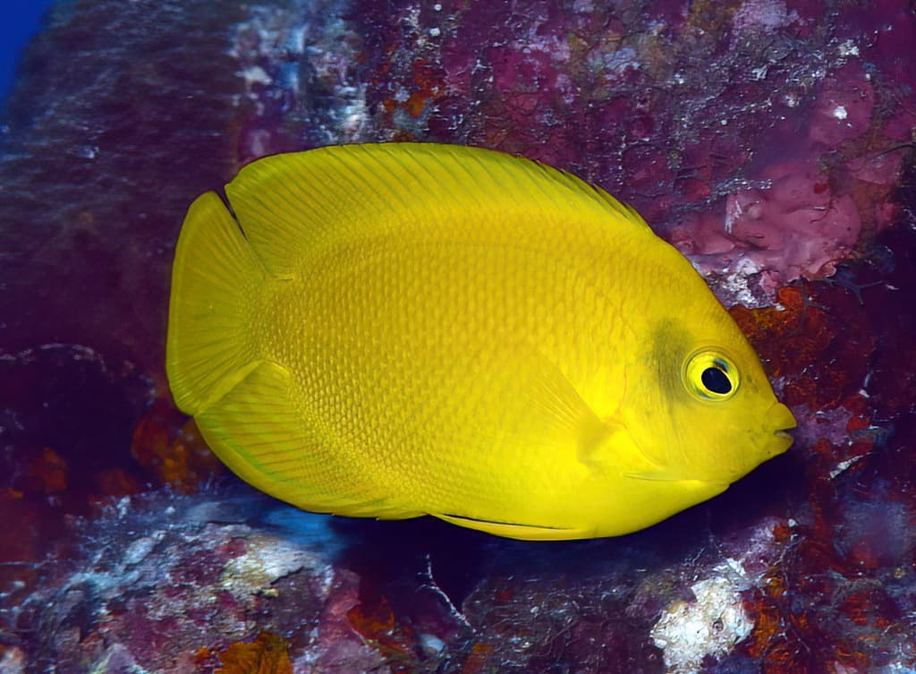 Herald's Angelfish in a marine aquarium