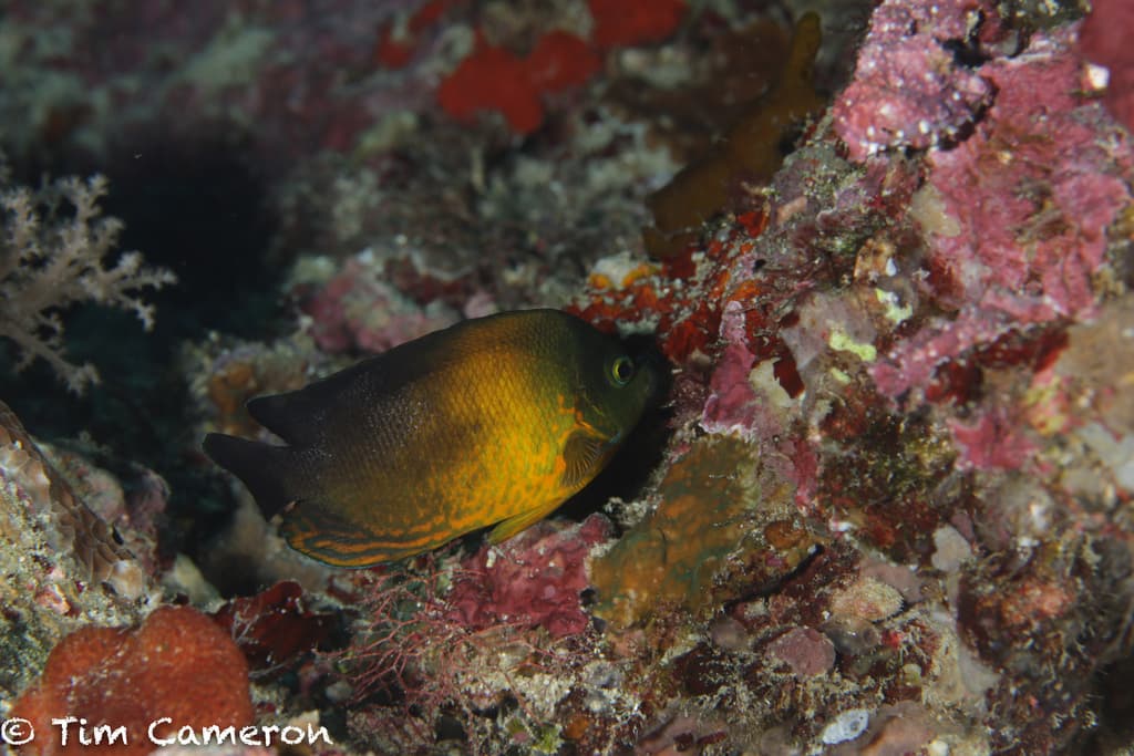 Herald's Angelfish in a marine aquarium