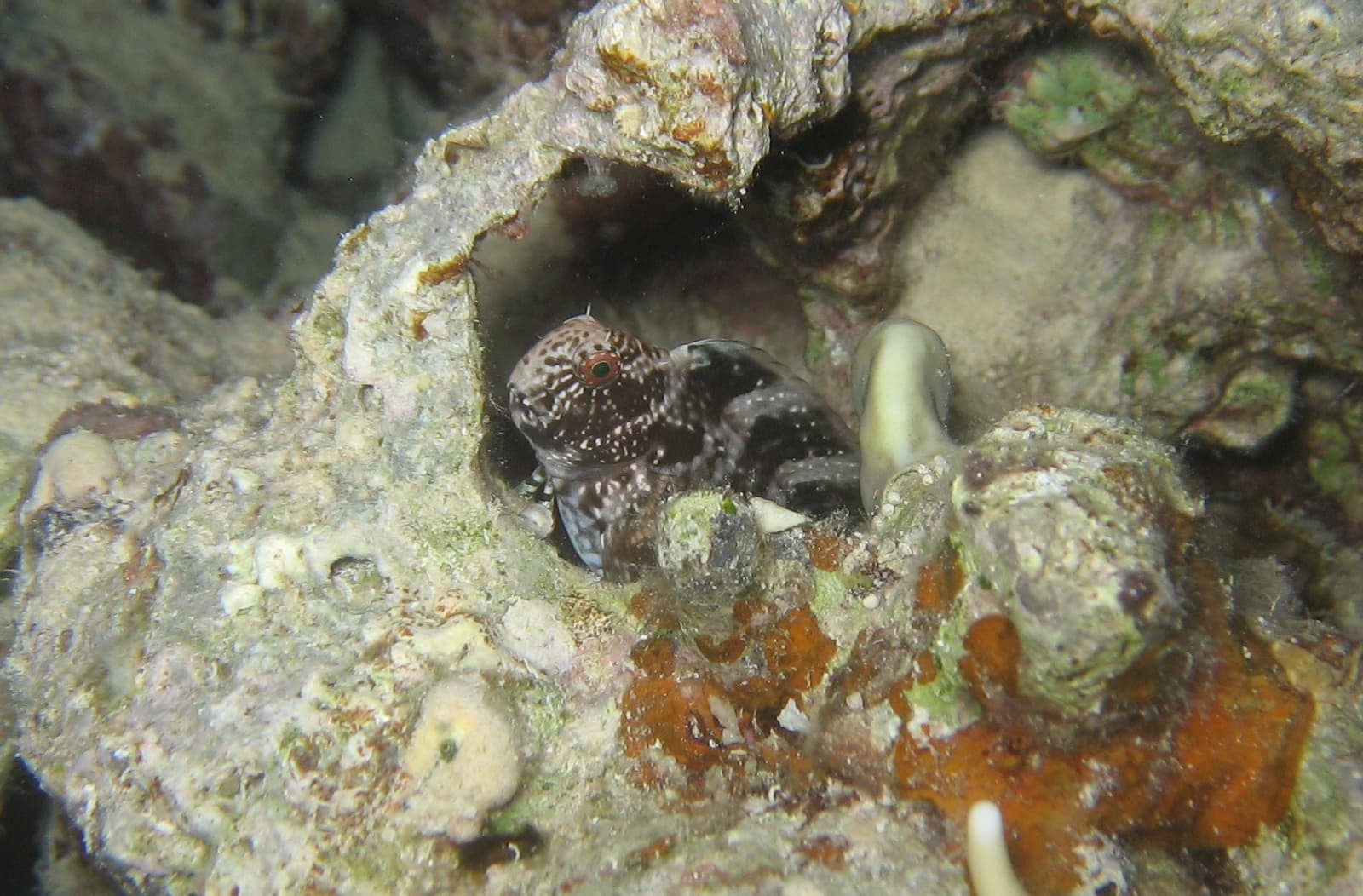 Highfin Blenny in a marine aquarium