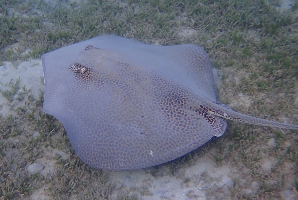 Honeycomb Stingray in a marine aquarium