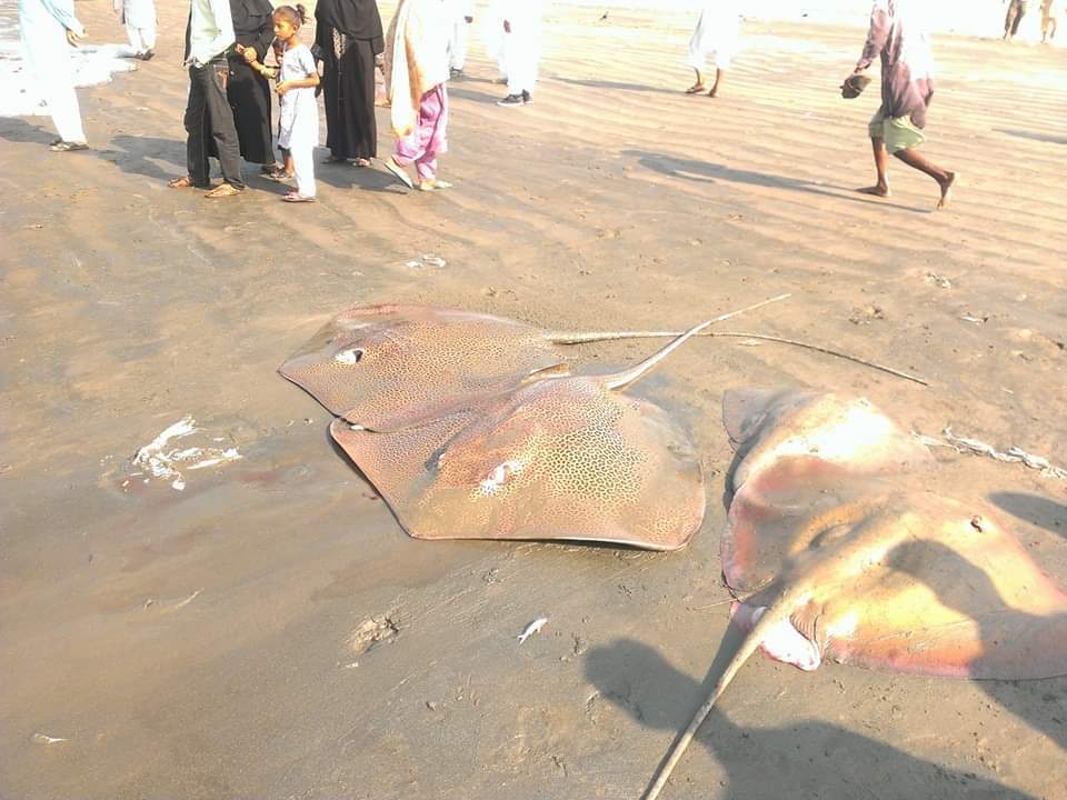 Honeycomb Stingray in a marine aquarium