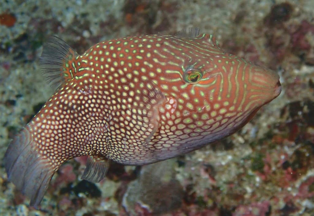 Honeycomb Toby in a marine aquarium
