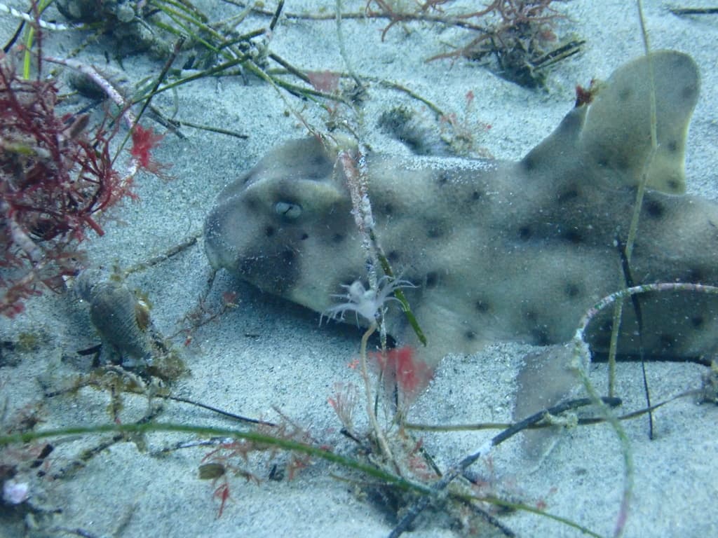 Horn Shark in a marine aquarium