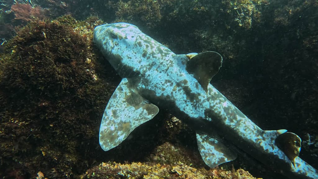 Horn Shark resting on sandy bottom in a marine aquarium