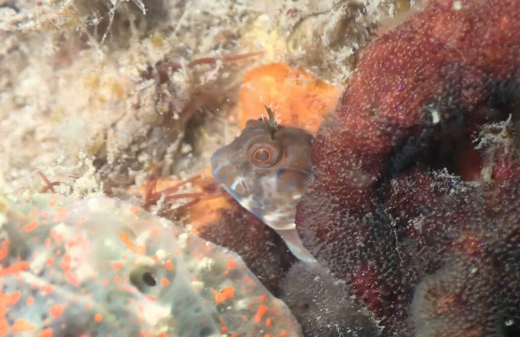 Horned Blenny in a marine aquarium