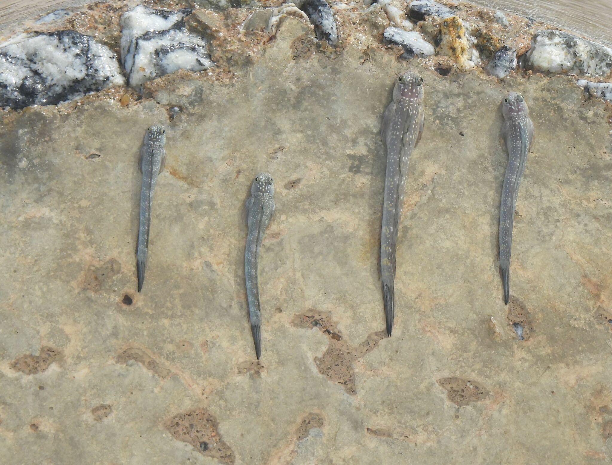 Horned Rockskipper in a marine aquarium