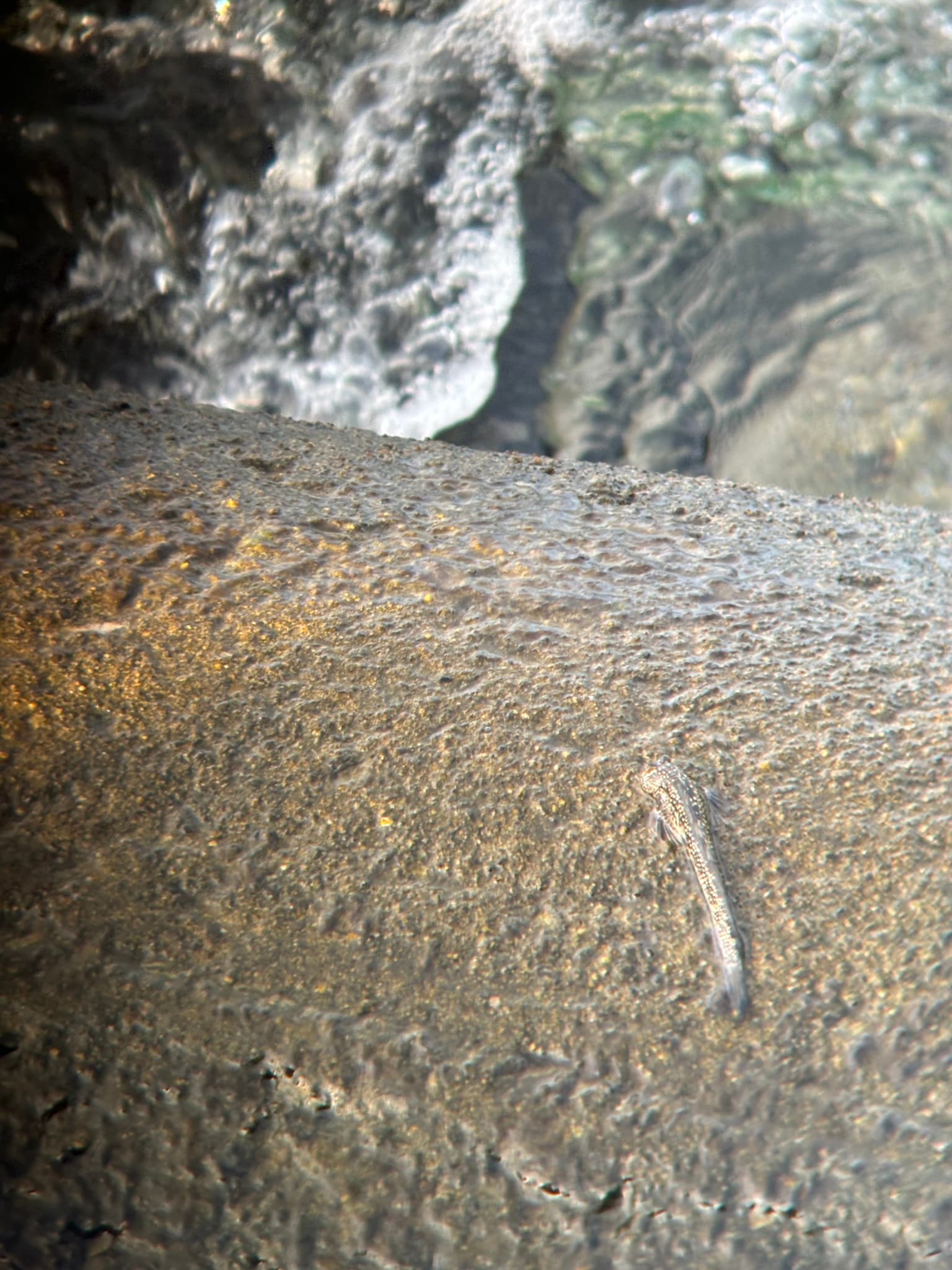 Horned Rockskipper in a marine aquarium