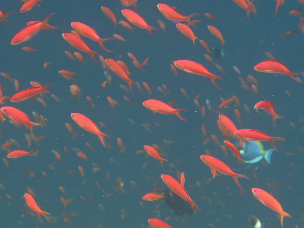 Ignitus Anthias in a marine aquarium