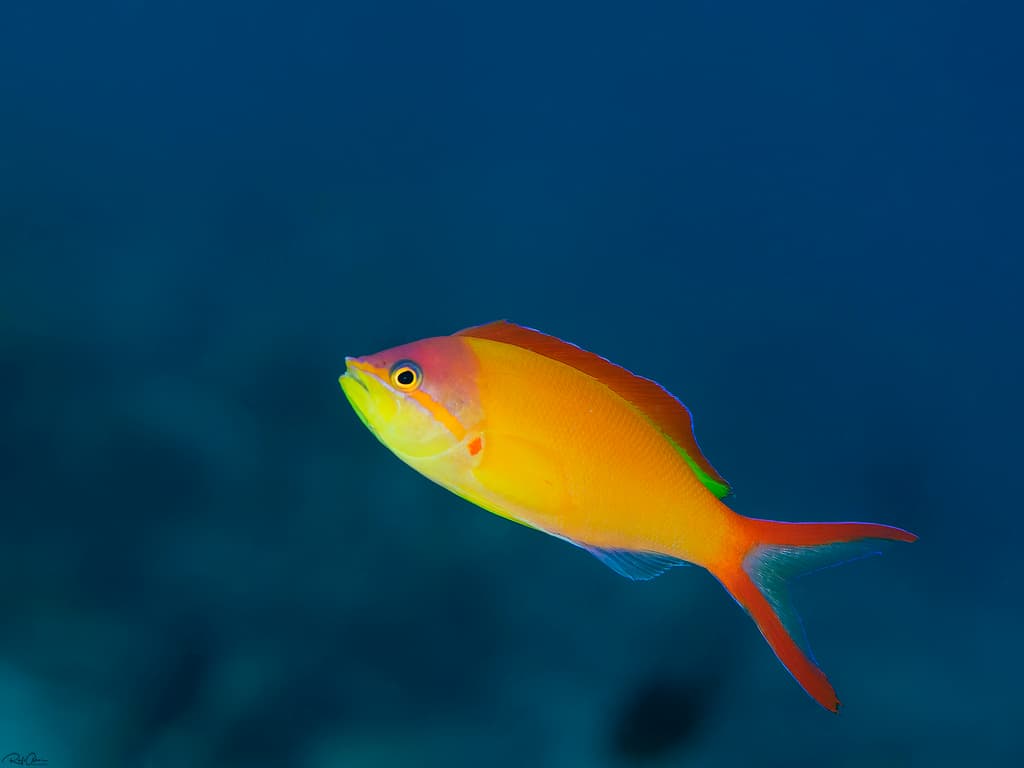 Ignitus Anthias in a marine aquarium