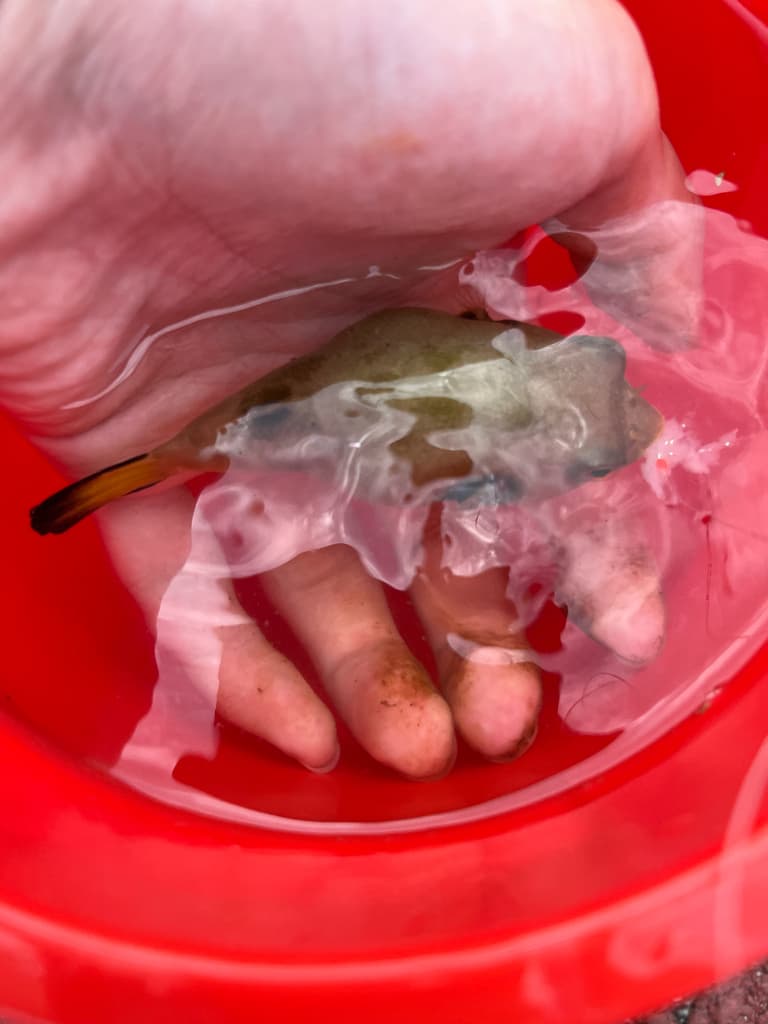 Immaculatus Puffer in a marine aquarium