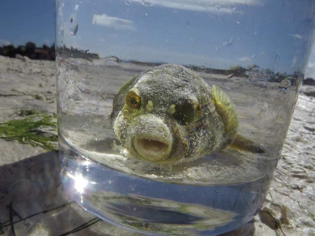 Immaculatus Puffer in a marine aquarium