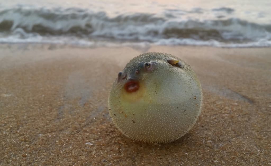 Immaculatus Puffer in a marine aquarium