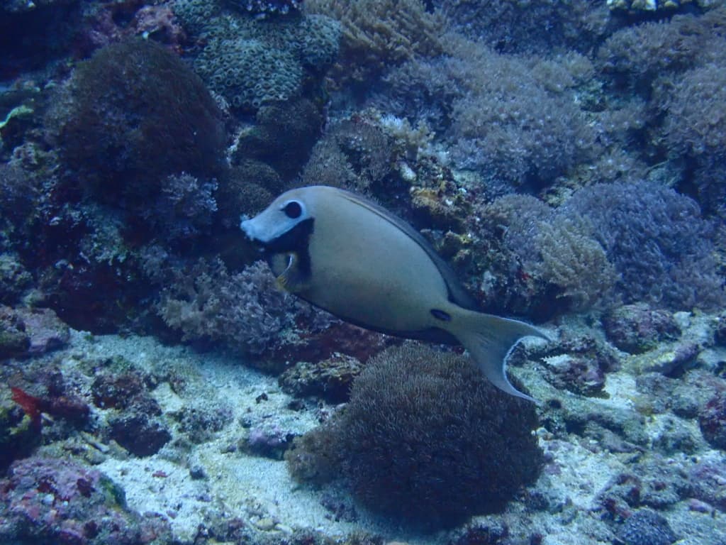 Indian Mimic Surgeonfish in a marine aquarium