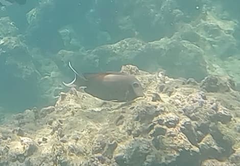 Indian Mimic Surgeonfish in a marine aquarium
