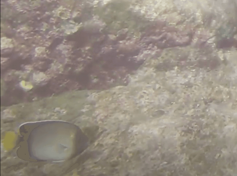 Indian Yellowtail Angelfish in a marine aquarium