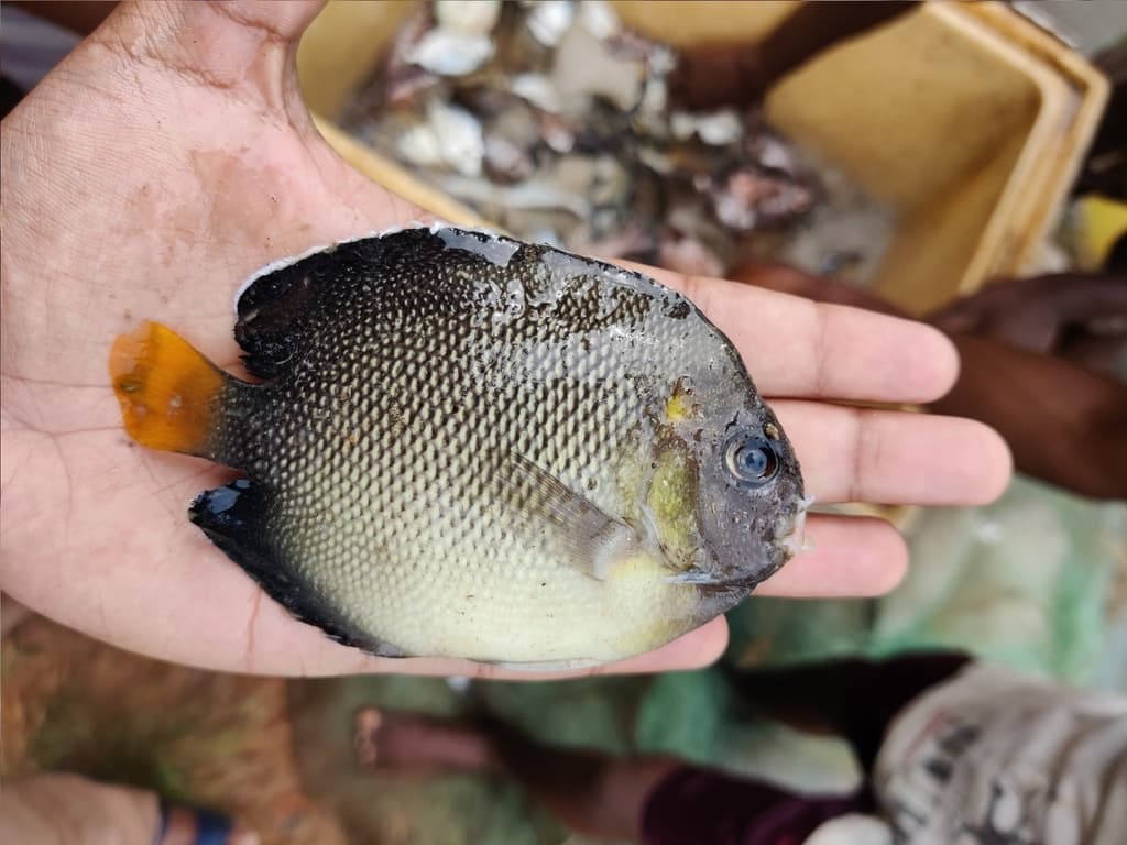 Indian Yellowtail Angelfish in a marine aquarium